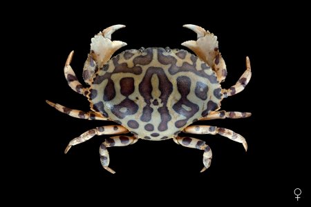 Hepatus epheliticus, Ondřej Radosta