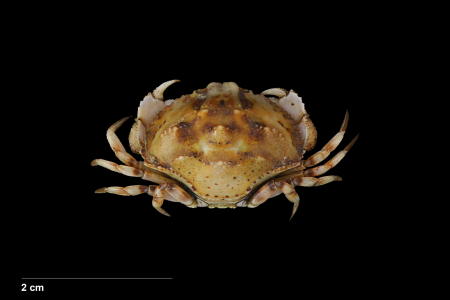 Hepatus gronovii, Bruno Ogata