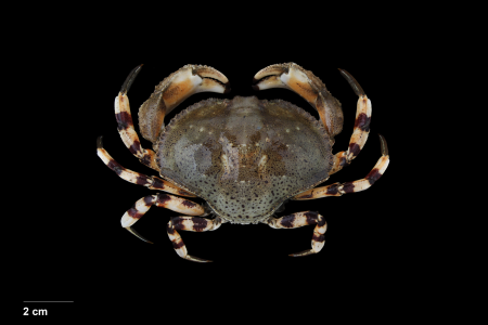 Hepatus pudibundus, Bruno Ogata