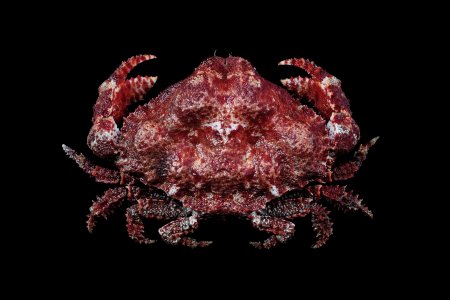 Sakaila japonica, Tin-Yam Chan National Taiwan Ocean University