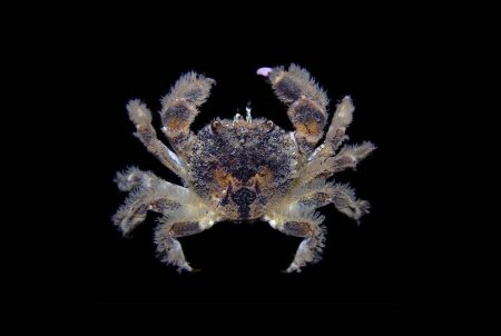 Acanthocyclus gayi, Arthur Anker