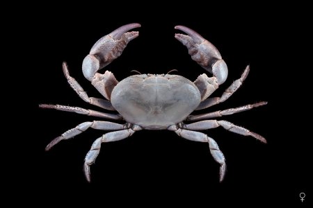 Bythograea thermydron, Ondřej Radosta