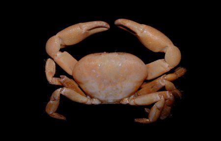 Gandalfus puia, Colin Mclay McLay, C.L. (2007) New crabs from hydrothermal vents of the Kermadec Ridge submarine volcanoes, New Zealand: Gandalfus gen. nov. (Bythograeidae) and Xenograpsus (Varunidae) (Decapoda: Brachyura)