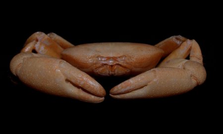 Gandalfus puia, Colin Mclay McLay, C.L. (2007) New crabs from hydrothermal vents of the Kermadec Ridge submarine volcanoes, New Zealand: Gandalfus gen. nov. (Bythograeidae) and Xenograpsus (Varunidae) (Decapoda: Brachyura)