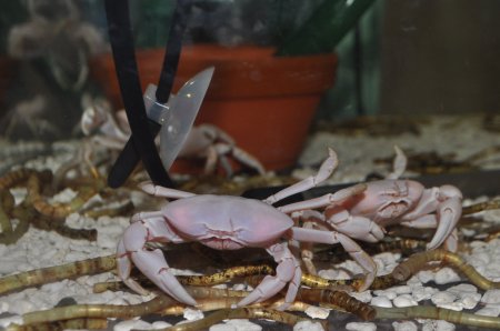 Gandalfus yunohana, Paul Ng