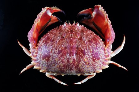 Calappa africana, Tin-Yam Chan Museum national  d’Histoire naturelle