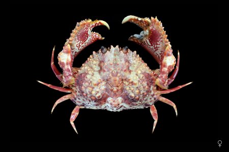 Calappa bicornis, Ondřej Radosta