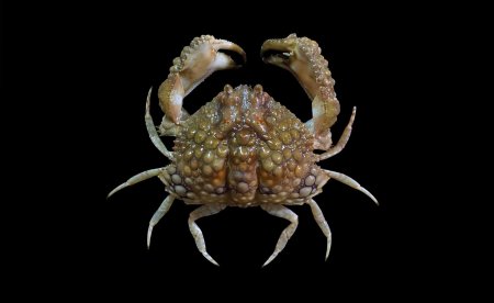 Calappa capellonis, Sahat Ratmuangkhwang Lab Mos Nattapat