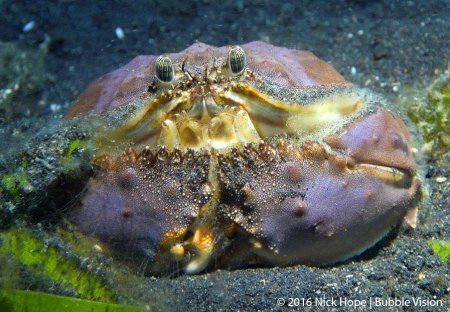 Calappa clypeata, Nick Hope Bubblevision