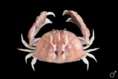 Calappa clypeata, Ondřej Radosta