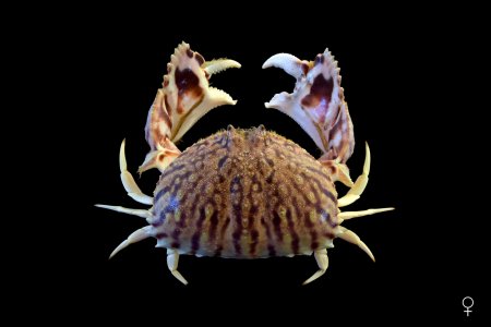 Calappa flammea, Ondřej Radosta