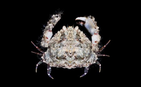 Calappa galloides, Gustav Paulay // Arthur Anker Florida Museum of natural history