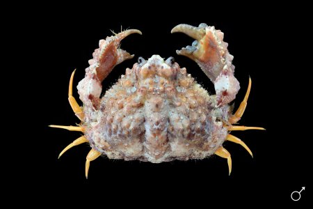 Calappa gallus, Ondřej Radosta