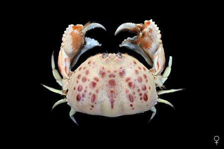 Calappa granulata, Ondřej Radosta