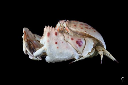 Calappa granulata, Ondřej Radosta