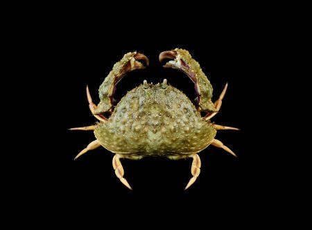 Calappa hepatica, Ling-Kuang Tseng