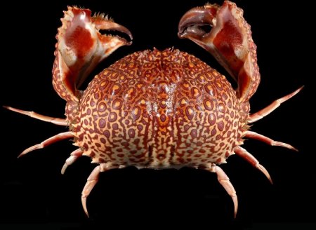 Calappa japonica, Tin-Yam Chan National Taiwan Ocean University