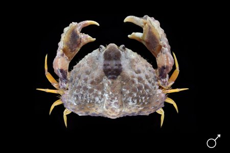 Calappa liaoi, Ondřej Radosta