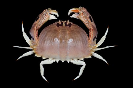 Calappa philargius, Paul Ng