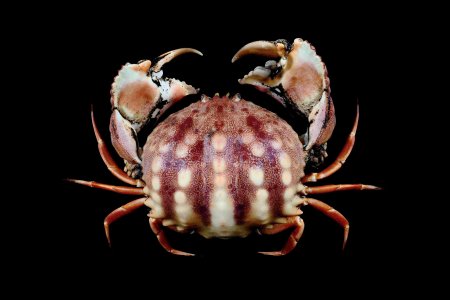 Calappa pustulosa, Tin-Yam Chan National Taiwan Ocean University