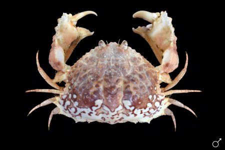 Calappa undulata, Ondřej Radosta