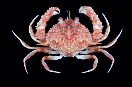 Mursia africana, Tin-Yam Chan Museum national  d’Histoire naturelle