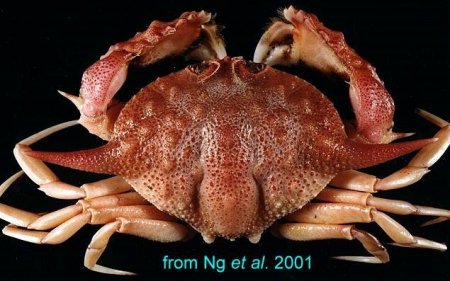 Mursia armata, Hsi-Te Shih