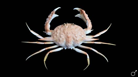 Mursia armata, Ondřej Radosta