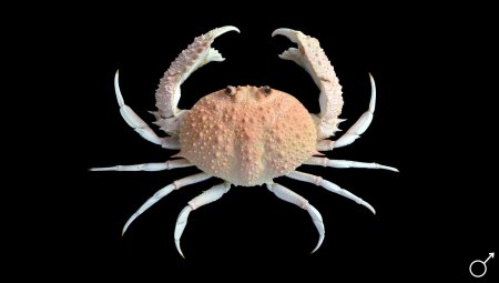 Mursia aspera, Ondřej Radosta