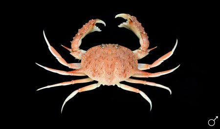 Mursia baconaua, Ondřej Radosta