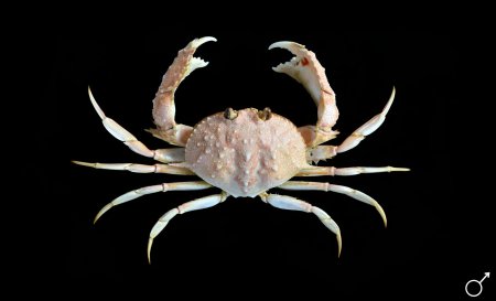 Mursia buwaya, Ondřej Radosta