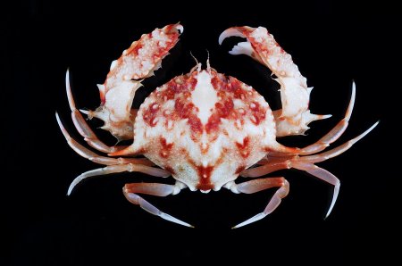 Mursia coseli, Tin-Yam Chan Museum national  d’Histoire naturelle