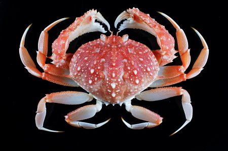 Mursia flamma, Tin-Yam Chan Museum national  d’Histoire naturelle