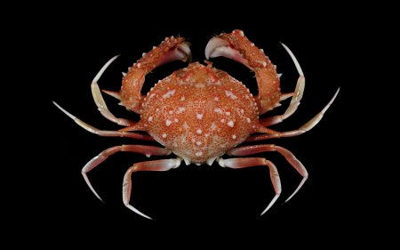 Mursia orientalia, Tin-Yam Chan National Taiwan Ocean University