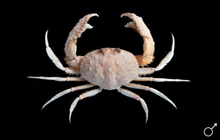 Mursia poupini, Ondřej Radosta