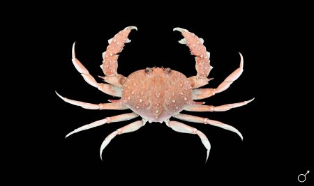 Mursia trispinosa, Ondřej Radosta