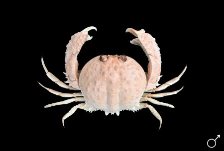 Paracyclois milneedwardsii, Ondřej Radosta