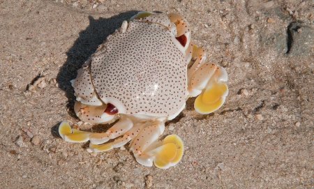 Ashtoret granulosa, web