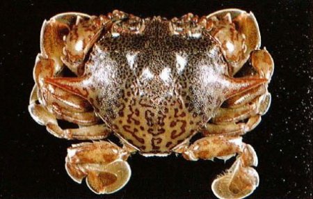 Ashtoret maculata, P. K. L. Ng Unrecorded Crabs (Crustacea: Decapoda: Brachyura) from Taiwan and Tungsha Islands