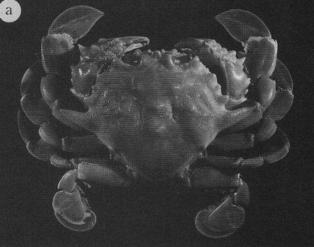 Ashtoret obtusifrons, Bella Galil A revision of the genus Matuta Weber, 1795 (Crustacea: Brachyura: Calappidae)