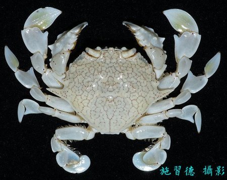 Ashtoret picta, Hsi-Te Shih