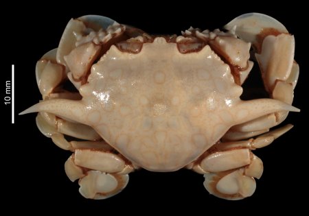 Ashtoret sangiannulata, Noémy Mollaret