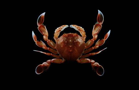 Izanami curtispina, Ling-Kuang Tseng