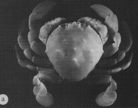 Izanami inermis, Bella Galil A revision of the genus Matuta Weber, 1795 (Crustacea: Brachyura: Calappidae)