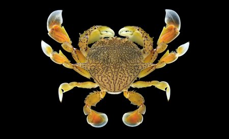 Matuta planipes, Sahat Ratmuangkhwang Lab Mos Nattapat