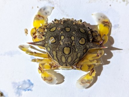 Matuta purnama, Achmad Farajallah