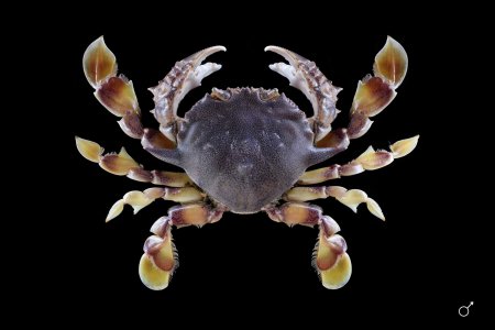 Matuta victor, Ondřej Radosta