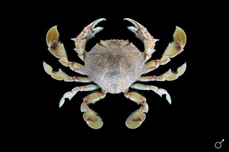 Matuta victor, Ondřej Radosta