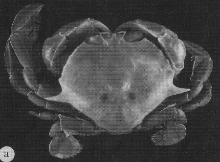 Mebeli michaelseni, Bella Galil A revision of the genus Matuta Weber, 1795 (Crustacea: Brachyura: Calappidae)