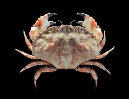 Anatolikos japonicus, Ondřej Radosta